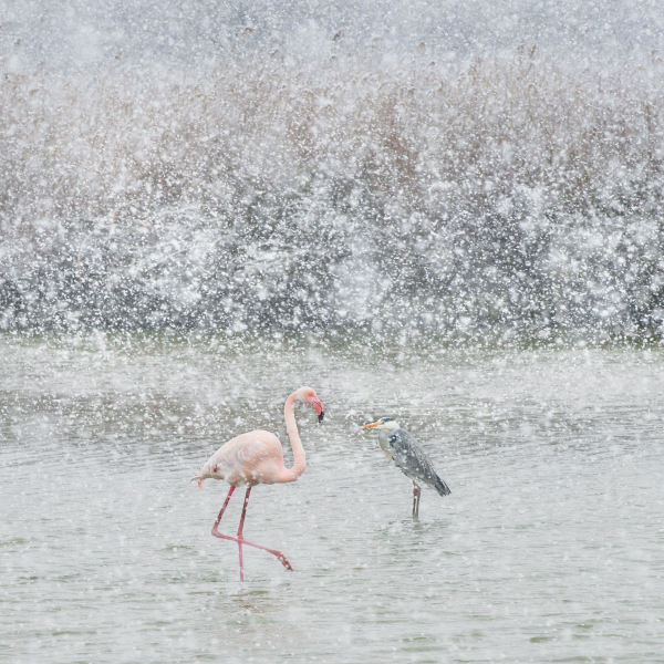 camargue-sous-la-neige