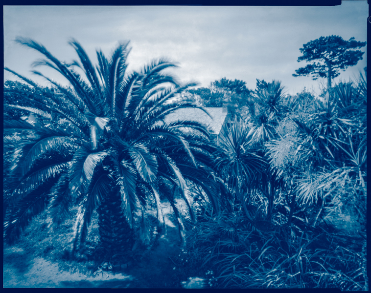 jardin-acclimatation-palmiers-photo-elise-prudhomme