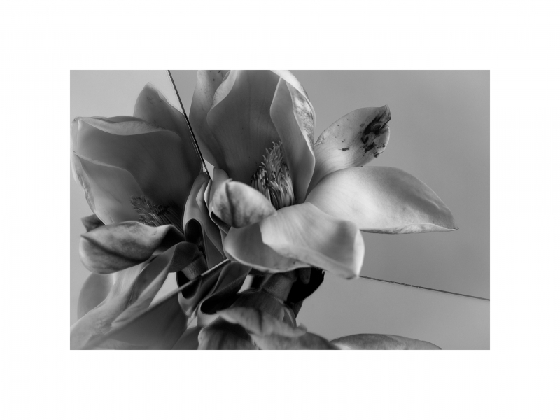 roberto-patella-magnolia-x-soulangeana