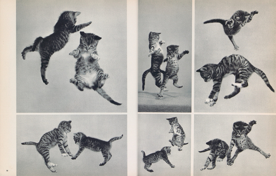 ylla-camilla-koffler-dite-85-chats-la-guilde-du-livre-lausanne-1952-c-pryor-dodge-scaled