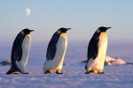 Au coeur de l'hiver Antarctique par Samuel Blanc