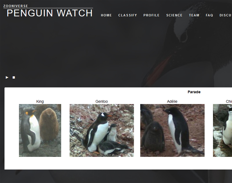 penguinwatch